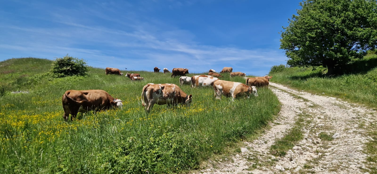Azienda Agricola I Rampuni
