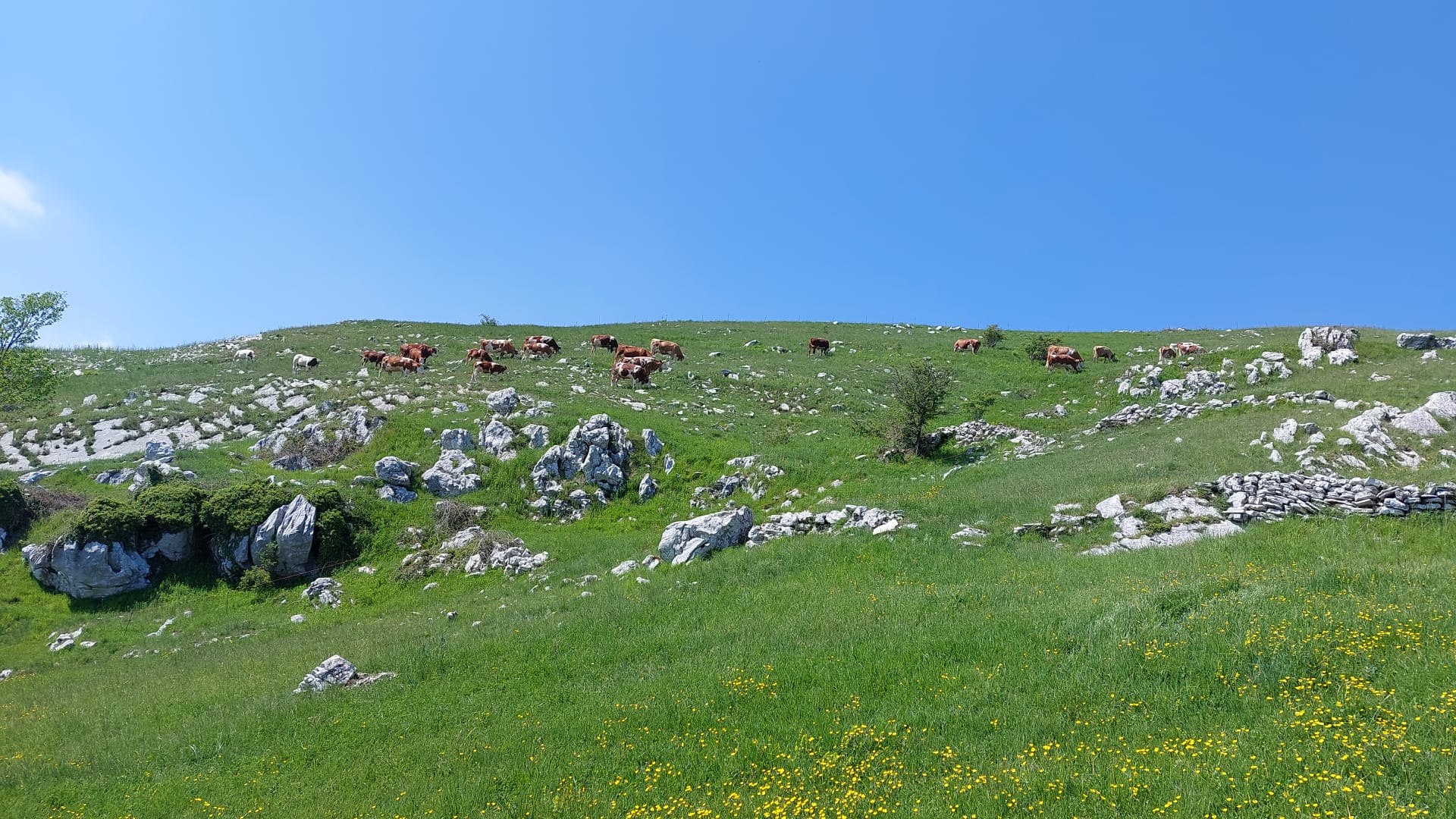 Azienda Agricola I Rampuni